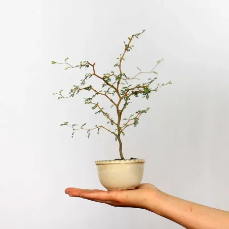 SOPHORA JAPONICA "LITTLE BABY" 1-5
