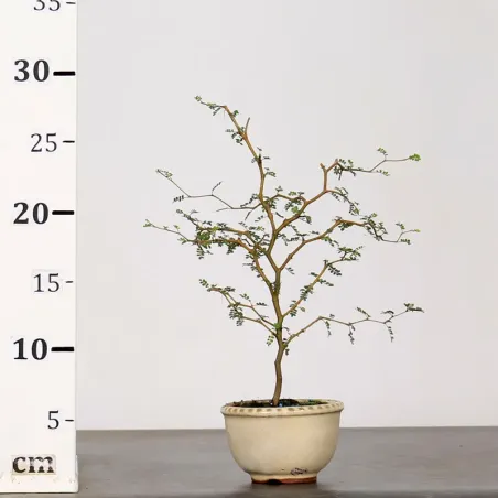 image supplémentaire - SOPHORA JAPONICA "LITTLE...