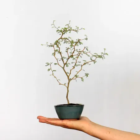 SOPHORA JAPONICA "LITTLE BABY" 1-6