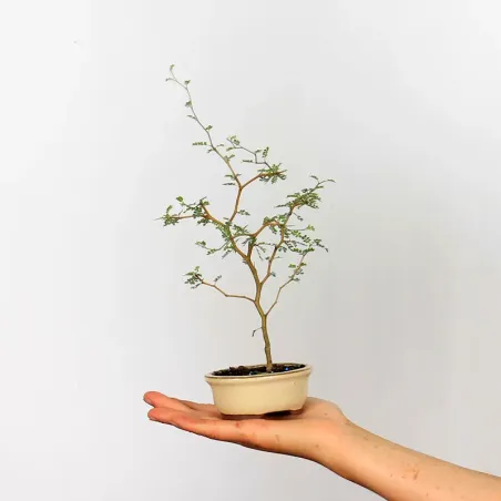 SOPHORA JAPONICA "LITTLE BABY" 1-7