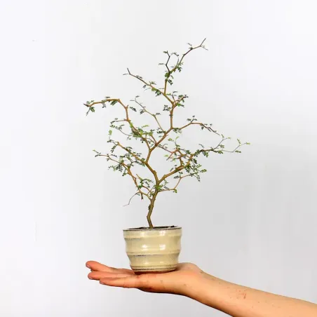 SOPHORA JAPONICA "LITTLE BABY" 1-8