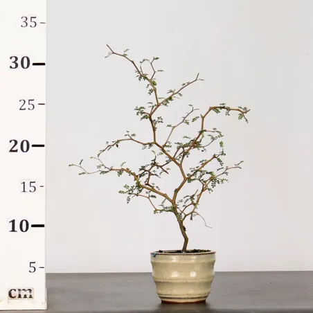 image supplémentaire - SOPHORA JAPONICA "LITTLE...