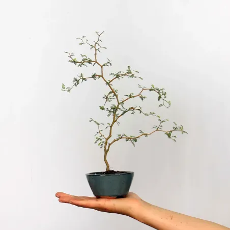 SOPHORA JAPONICA "LITTLE BABY" 1-9