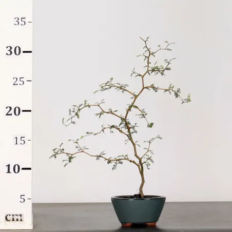 image supplémentaire - SOPHORA JAPONICA "LITTLE...