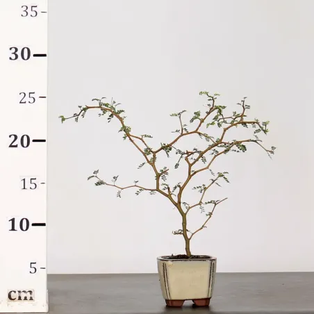 image supplémentaire - SOPHORA JAPONICA "LITTLE...
