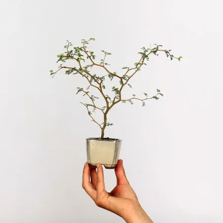 SOPHORA JAPONICA "LITTLE BABY" 1-10