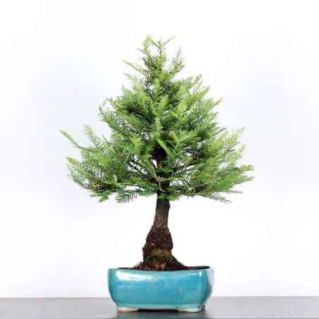 Bonsaï Sequoia Sempervirens