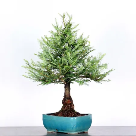 image supplémentaire - SEQUOIA SEMPERVIRENS 1-1