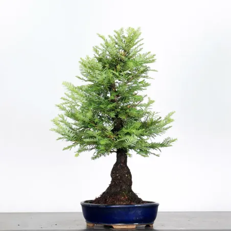 Bonsaï Sequoia Sempervirens