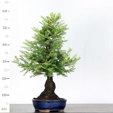 image supplémentaire - SEQUOIA SEMPERVIRENS 1-2