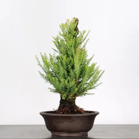 Bonsaï Sequoia Sempervirens