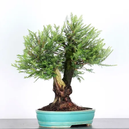 Sequoia Sempervirens Bonsai