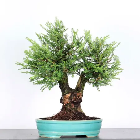 image supplémentaire - SEQUOIA SEMPERVIRENS 1-4