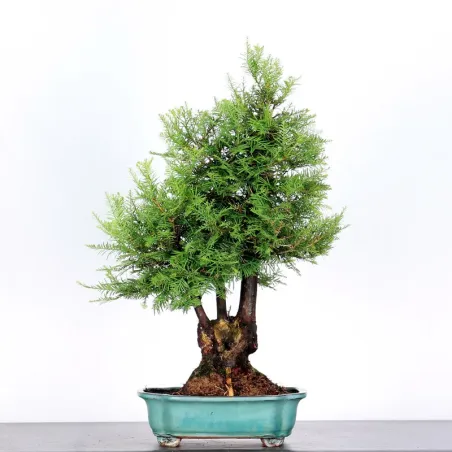 Sequoia Sempervirens Bonsai