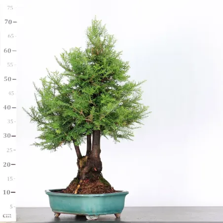image supplémentaire - SEQUOIA SEMPERVIRENS 1-5