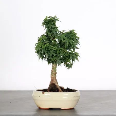 JAPANESE MAPLE "ACER PALMATUM KOTO HIME" 1-5