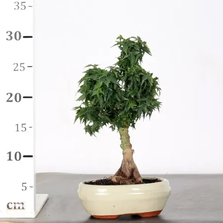 image supplémentaire - JAPANESE MAPLE "ACER...