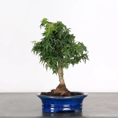 JAPANESE MAPLE "ACER PALMATUM KOTO HIME" 1-6