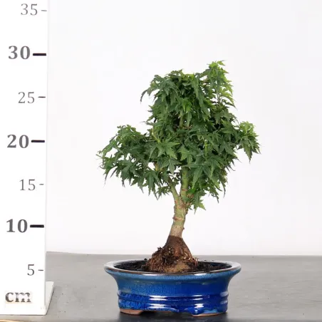 image supplémentaire - JAPANESE MAPLE "ACER...