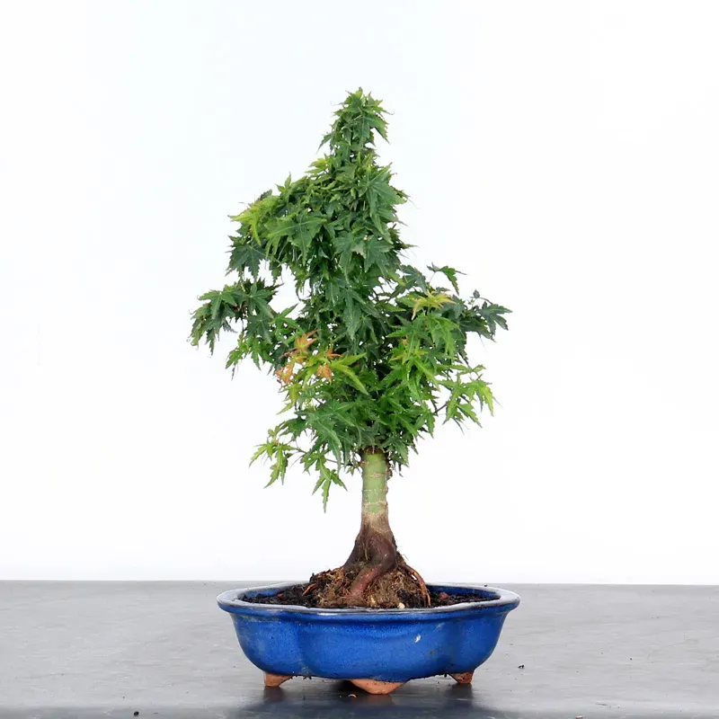 JAPANESE MAPLE "ACER PALMATUM KOTO HIME" 1-7