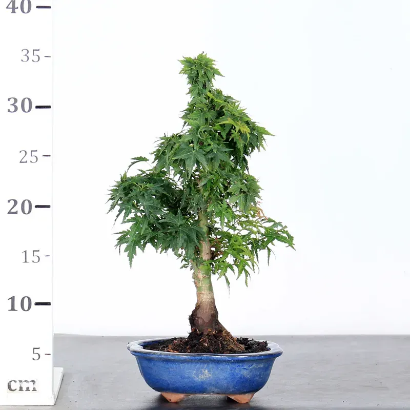 image supplémentaire - JAPANESE MAPLE "ACER...