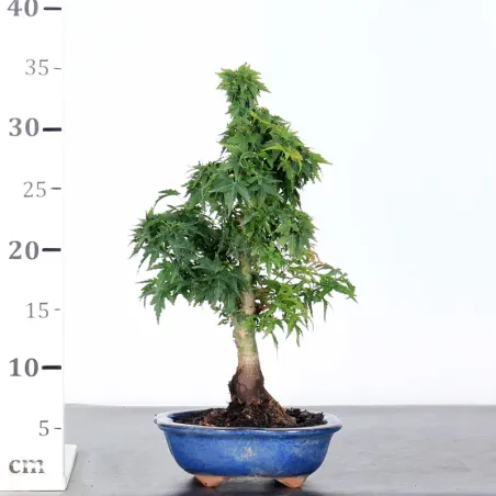 image supplémentaire - JAPANESE MAPLE "ACER...