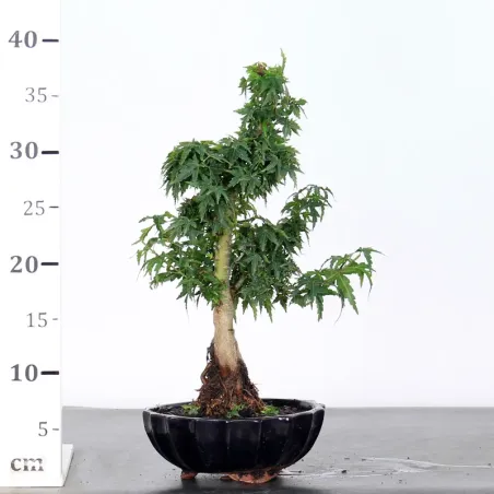 image supplémentaire - JAPANESE MAPLE "ACER...