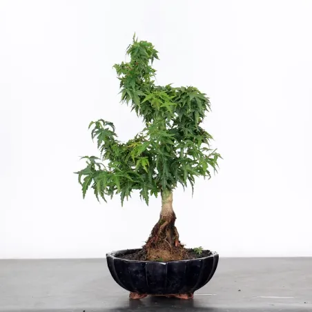 JAPANESE MAPLE "ACER PALMATUM KOTO HIME" 1-9