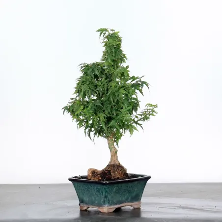 JAPANESE MAPLE "ACER PALMATUM KOTO HIME" 1-10