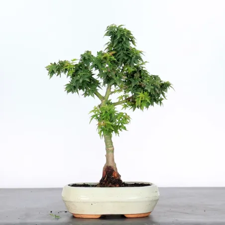 JAPANESE MAPLE "ACER PALMATUM KOTO HIME" 2-3