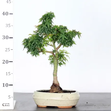 image supplémentaire - JAPANESE MAPLE "ACER...