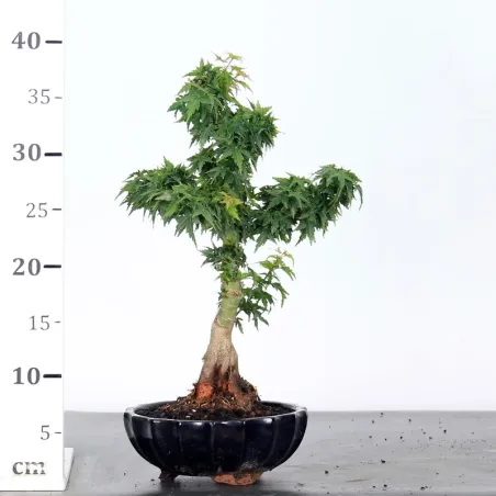 image supplémentaire - ÉRABLE DU JAPON "ACER...