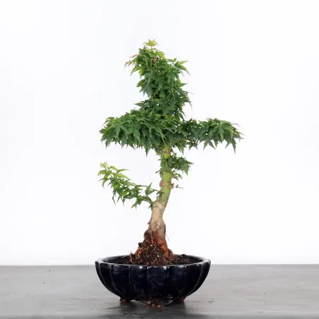 JAPANESE MAPLE "ACER PALMATUM KOTO HIME" 2-4