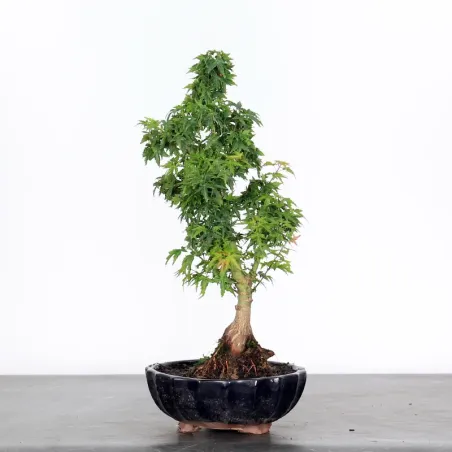 JAPANESE MAPLE "ACER PALMATUM KOTO HIME" 2-5