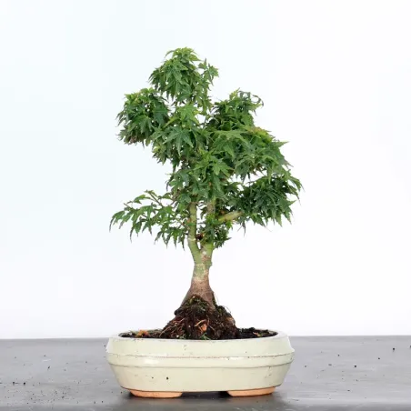 JAPANESE MAPLE "ACER PALMATUM KOTO HIME" 2-6