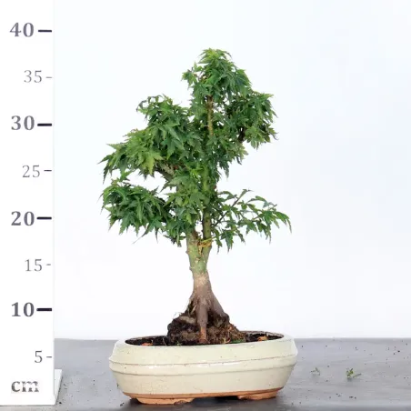 image supplémentaire - ÉRABLE DU JAPON "ACER...