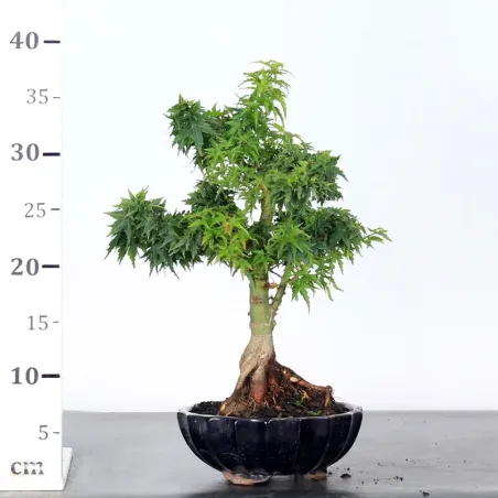 image supplémentaire - JAPANESE MAPLE "ACER...