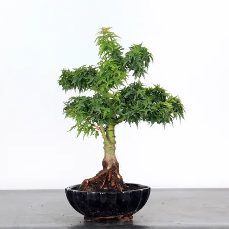 JAPANESE MAPLE "ACER PALMATUM KOTO HIME" 2-7