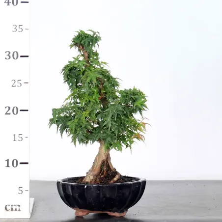 image supplémentaire - JAPANESE MAPLE "ACER...