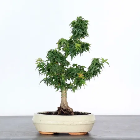 JAPANESE MAPLE "ACER PALMATUM KOTO HIME" 2-9