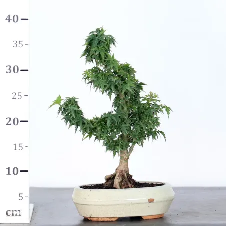 image supplémentaire - JAPANESE MAPLE "ACER...