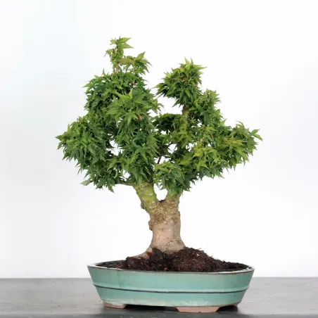 image supplémentaire - JAPANESE MAPLE "ACER...