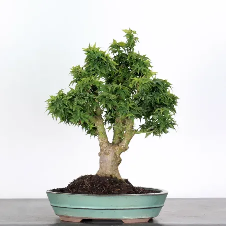 ÉRABLE DU JAPON "ACER PALMATUM KOTO HIMÉ" 2-10