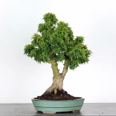 image supplémentaire - ÉRABLE DU JAPON "ACER...