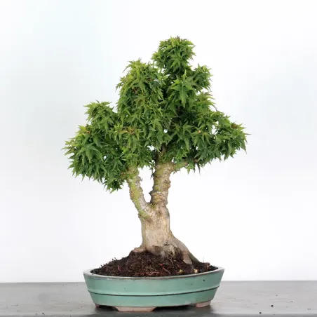 JAPANESE MAPLE "ACER PALMATUM KOTO HIME" 2-11