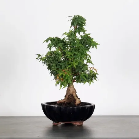 JAPANESE MAPLE "ACER PALMATUM KOTO HIME" 2-8