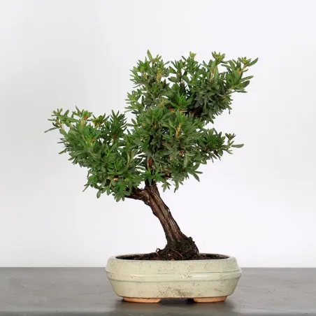 image supplémentaire - BONSAI POTENTILLE 1-1