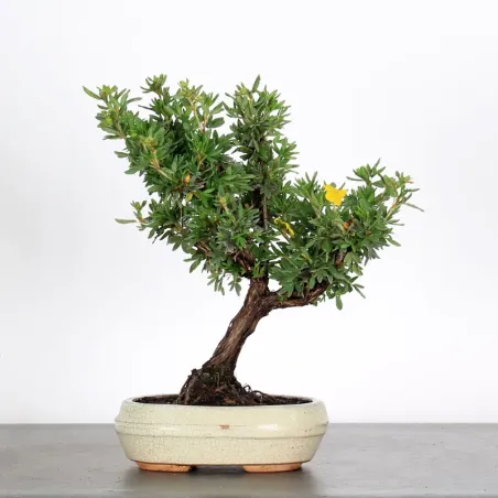 Bonsai Potentille