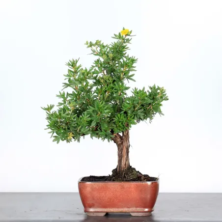 Bonsai Potentille