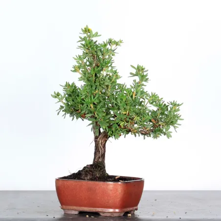 image supplémentaire - BONSAI POTENTILLE 1-2